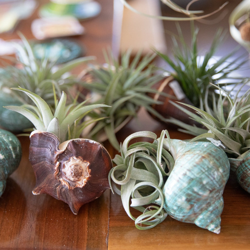 Seashells with Tillansia